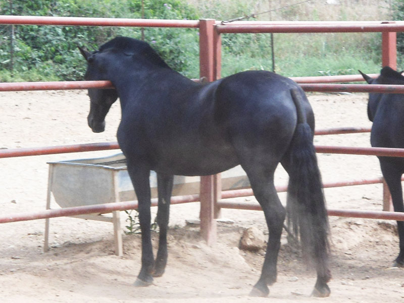 List of Mares